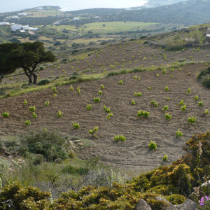 Hillside vineyards on 'pezoules'- fields on stone-built terrace