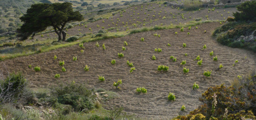 Hillside vineyards on 'pezoules'- fields on stone-built terrace
