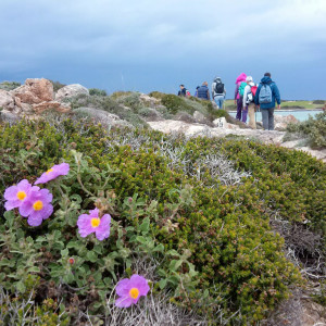 Cistus, thyme and cedar on the north coast, Antiparos