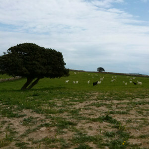 Along the way to Sifneikos Gialos, Antiparos island